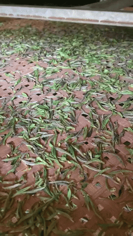 ramonajhunjhnuwala giphyupload GIF