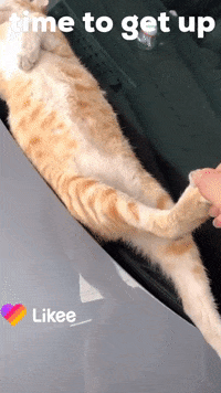 Cats Lol GIF by Likee US