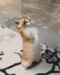 Salute Saluting GIF