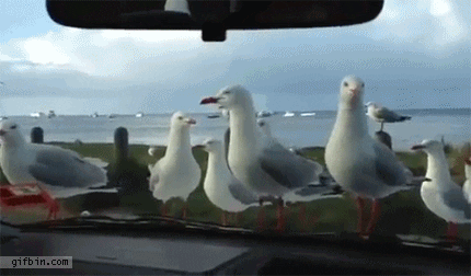 seagulls GIF