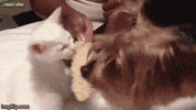 corny GIF