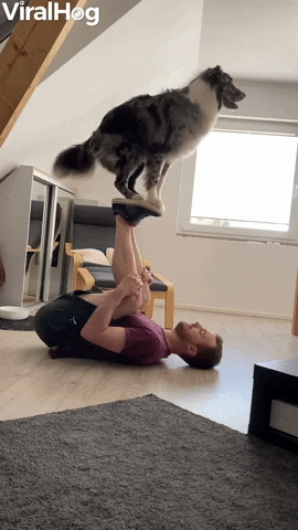 Australian Shepard Learning A New Acrobatic Trick GIF by ViralHog