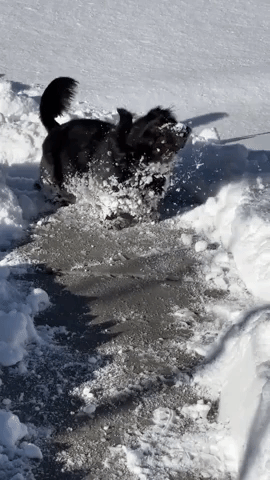 Playful Pup Frolics in South Lake Tahoe Snow