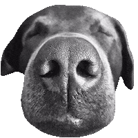 dog wtf Sticker