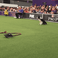 dog show GIF by Westminster Kennel Club