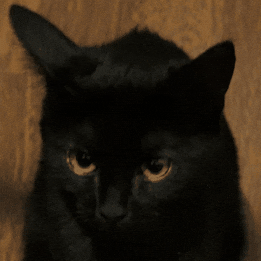 Angry Black Cat GIF