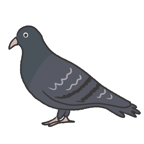 Bird Pigeon Sticker