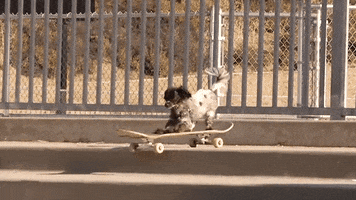 Dogs Skateboarding GIF