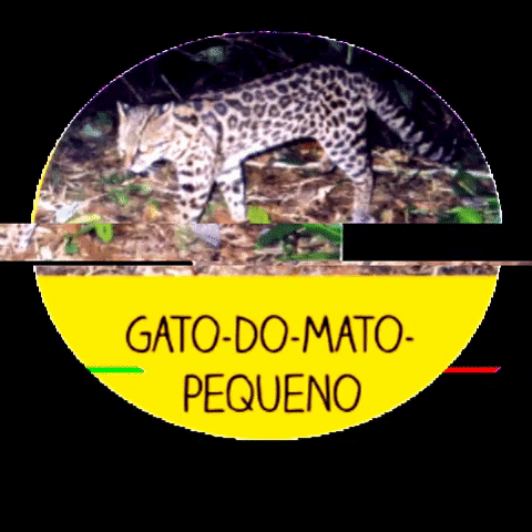 menoresbichosdobrasil giphygifmaker cat nature brasil GIF