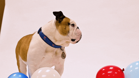 louisianatech giphyupload dog confused balloons GIF