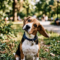 Confused Dog GIF by Woofzara