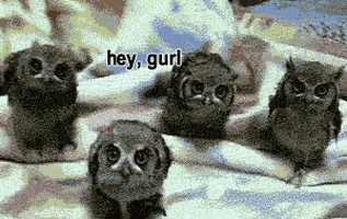 sassy owls GIF