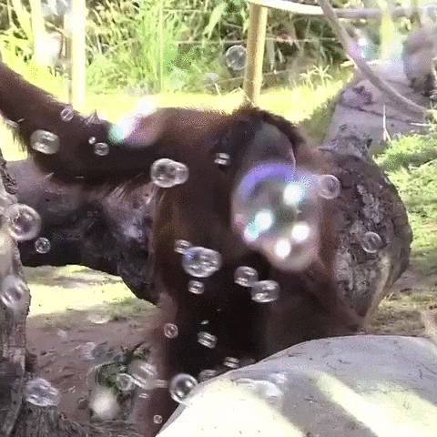 bubbles GIF