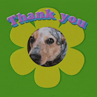 Dog Thank You GIF by giphystudios2022