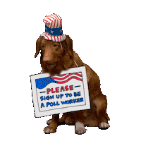 Video gif. Panting Golden Retriever, wearing an American flag top hat against a transparent background. The dog wears a sign around its neck that reads, “Please sign up to be a poll worker.”