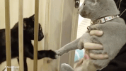 softpomz ok GIF