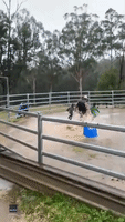 Father Plays With Kids in Family's Flooded Arena