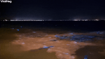 Bioluminescent Algae Bloom in Brisbane, Australia
