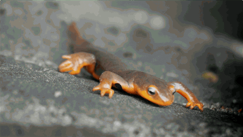 Lizard Pond GIF by PBS Digital Studios