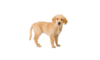 Dog Lol Sticker