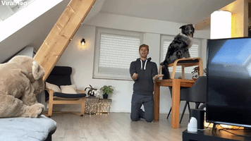 Clever Doggy Shows Complete Trust