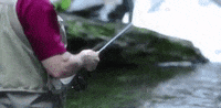 south carolina GIF