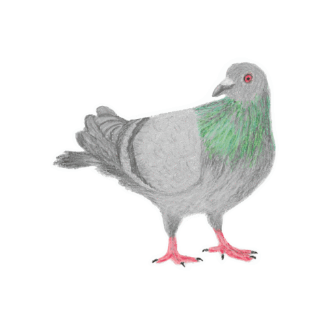 Bird Pigeon Sticker