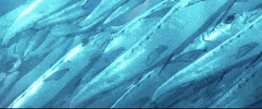 Movie Film GIF by All The Anime — Anime Limited