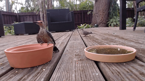 birds deep learning camera GIF