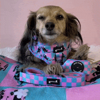 Wiener Dog GIF by beangoods