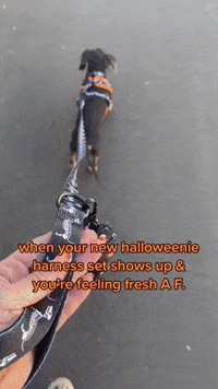 Wiener Dog Halloween GIF by beangoods