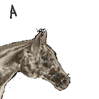 Horse Dichos Sticker
