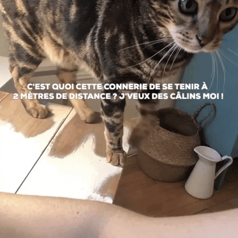 marie-helenebrault giphygifmaker GIF