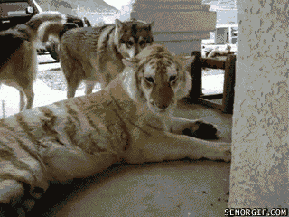 dogs tiger GIF