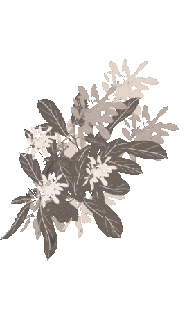 ElenaKosenko giphyupload light minimal plants Sticker