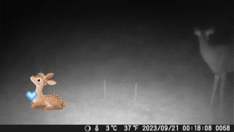 RoxySavage giphygifmaker giphyattribution smilycam deercam GIF