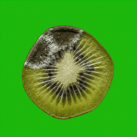 Sick Kiwi GIF