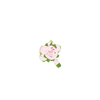 azazieofficial flower flower bouquet wedding bouquet azazie Sticker