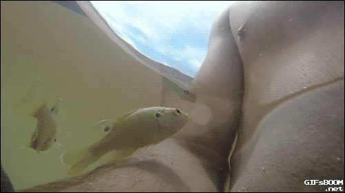 animals being jerks nipple GIF