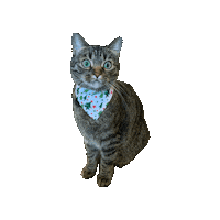 Melon Christmas Cat Sticker by Geekster Pets