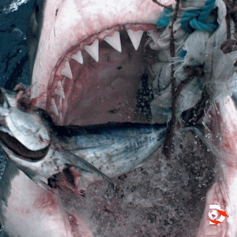 Ocean Teeth GIF by Shark Week