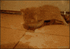 Kitty Milk GIF