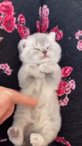 cuteanimalland giphyupload GIF
