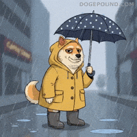 Shiba Inu Rain GIF by Doge Pound