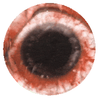 Eye Chaver Sticker by BDHW-Records