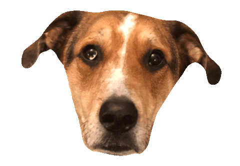 dog forpawsatl Sticker by beangoods
