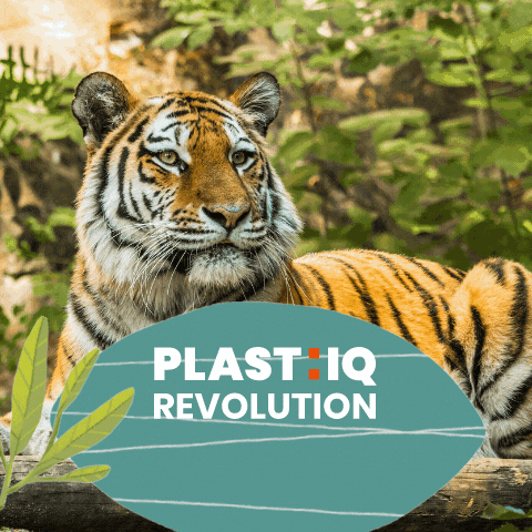 PACCOR_ giphyupload tiger sustainability environment GIF