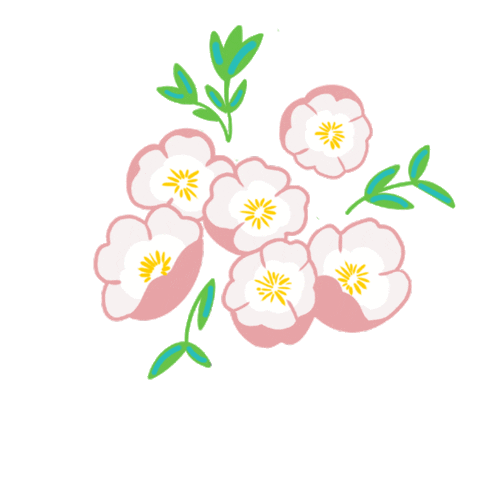 Evening Primrose Flowers Sticker by Travel Texas
