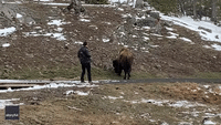 Bison Charges at Man in Yellowstone National Park