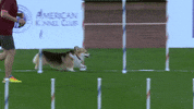 Excited Espn GIF by American Kennel Club